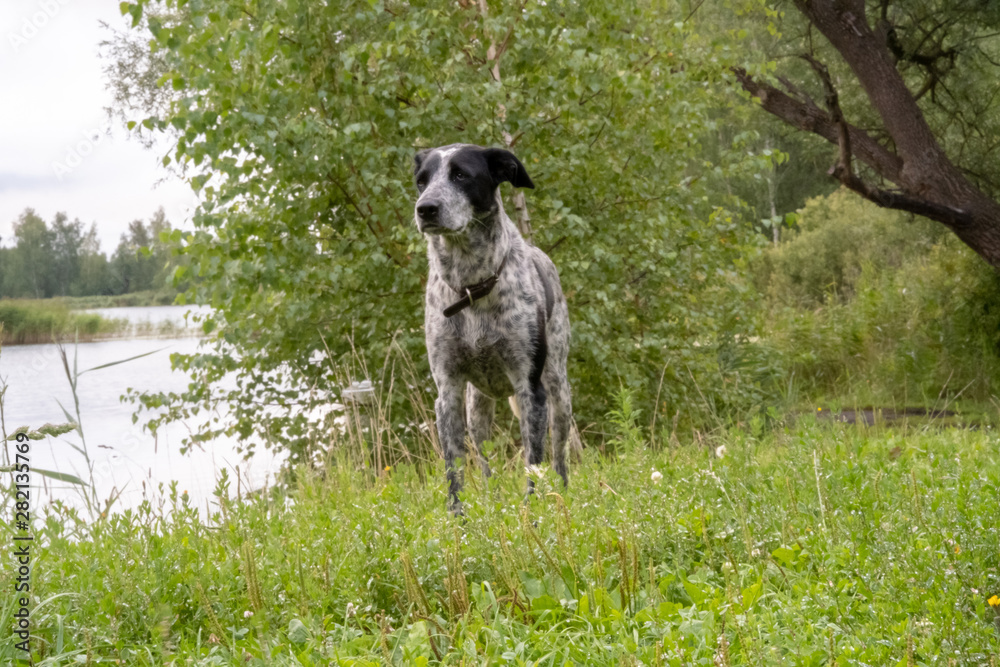 German Shorthaired Pointer standing in a hunting stance. Kurzhaar on the hunt.