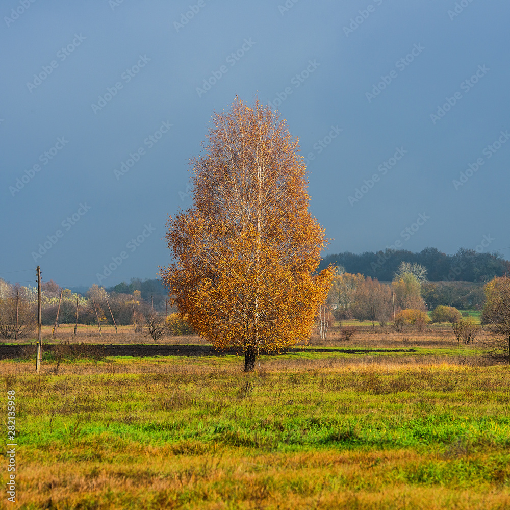Birch tree with yellow foliage in the countryside on a dark sky background.