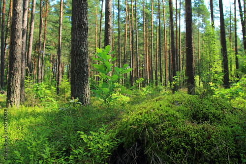 Pine forest. Low angle view. Summer landscape in forest
