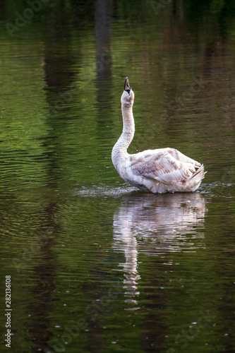 Swan in Nationalpark Thayatal in Austria
