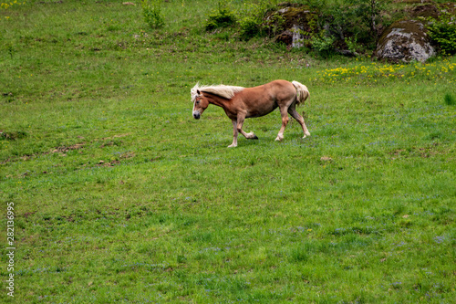 Horses on an hill in green grass in Austria