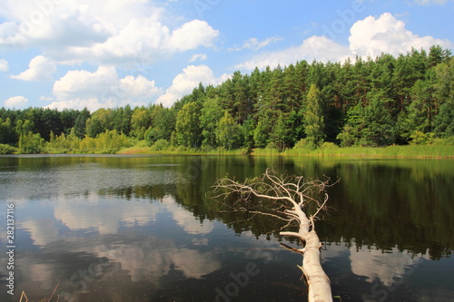 Lake surrounded by forest with fallen tree in water