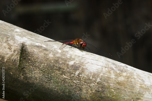 Scarlet dragonfly / male / SITES ON A WOODEN rod.Crocothemis erythraea is a species of dragonfly in the family Libellulidae. Its common names include broad scarlet, common scarlet - darter,