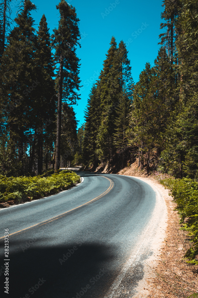 Fototapeta premium road in forest