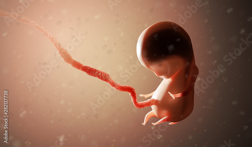 Foto Human fetus or embryo inside body. 3D rendered illustration.