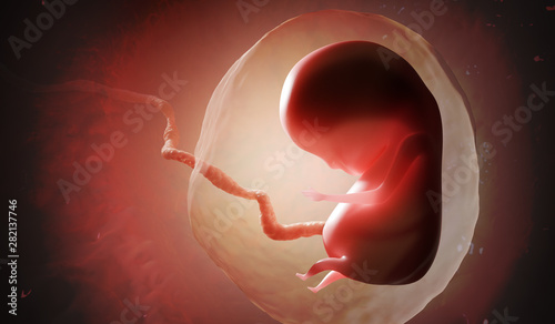 Photo Human fetus or embryo inside womb. 3D rendered illustration.