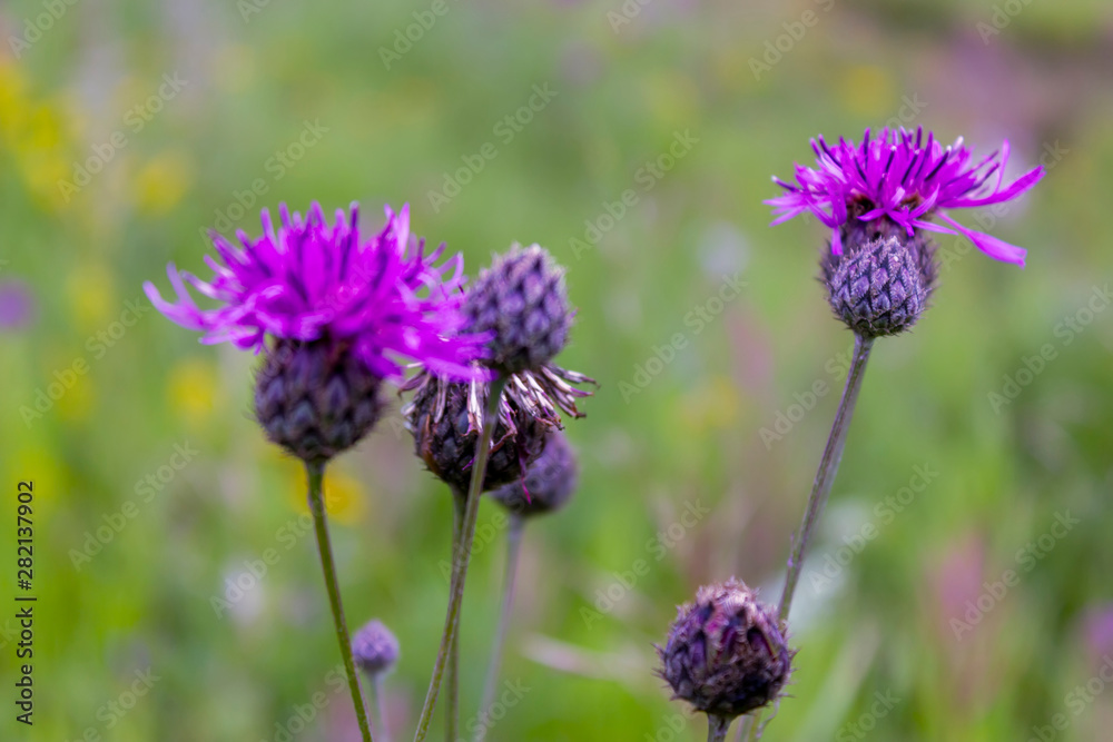 Flower burdock on a blurred background close-up. Bright flower burdock on a blurred background close-up. Flower burdock on a blurred background close-up. Bright flower burdock on a blurred background close-up.