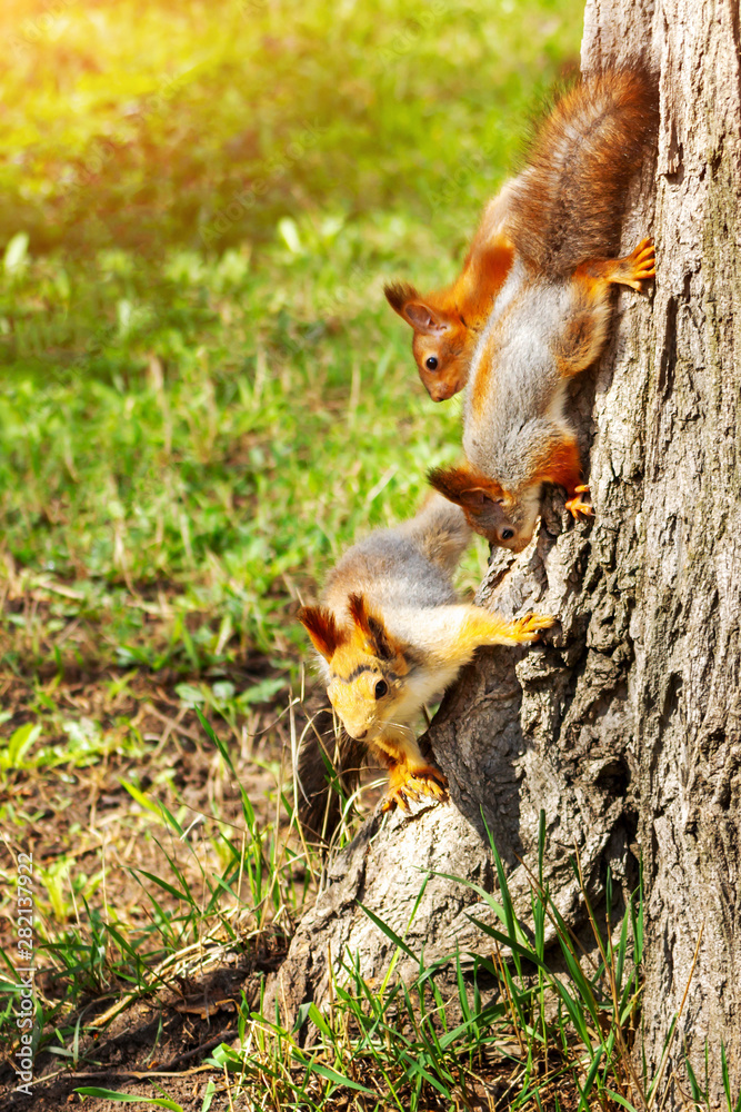 Red squirrel mom and two her children on a tree trunk. Sciurus vulgaris, vertical view Red squirrel mom and two her children on a tree trunk. Sciurus vulgaris, vertical view
