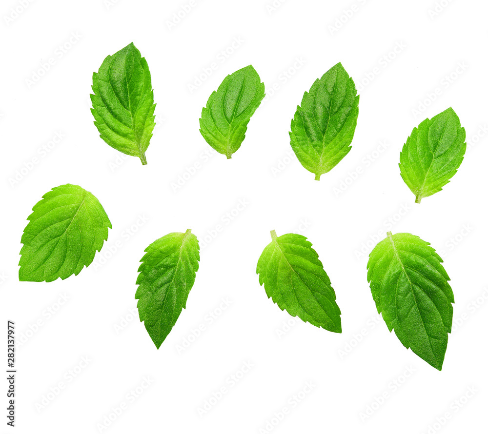 Mint leaves isolated on white. Mint Clipping Path. Mint leaves isolated on white. Mint Clipping Path.
