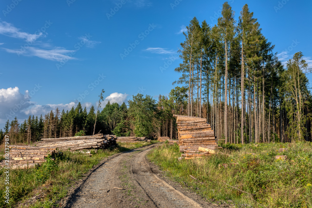 Fototapeta premium Piled logs of harvested wood in forest
