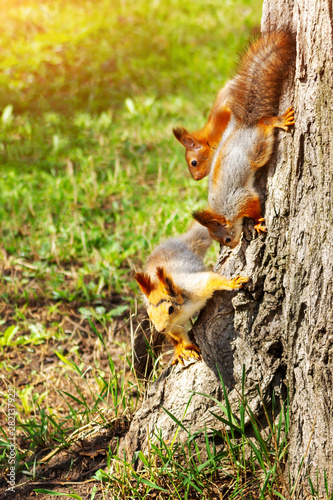 Red squirrel mom and two her children on a tree trunk. Sciurus vulgaris, vertical view © Zarifa