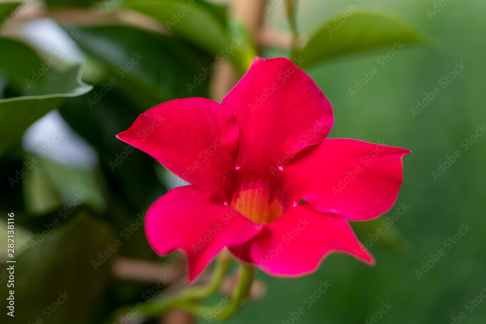 Flowering red Mandevilla rose Dipladenia Flowering red Mandevilla rose Dipladenia