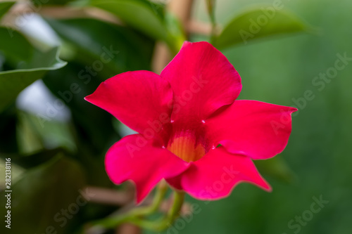 Flowering red Mandevilla rose Dipladenia