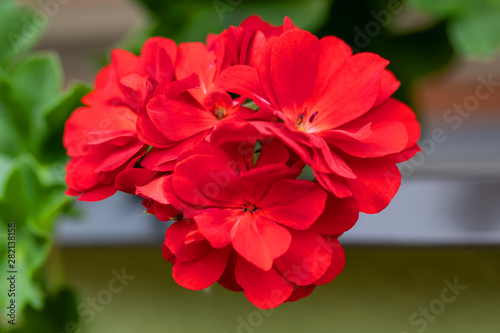 red flowers Pelargonium