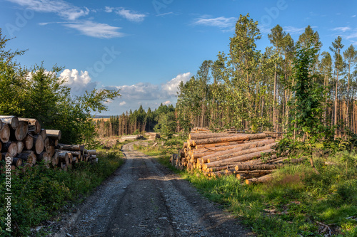 Piled logs of harvested wood in forest