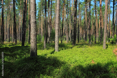 Pine forest in summer  Poland