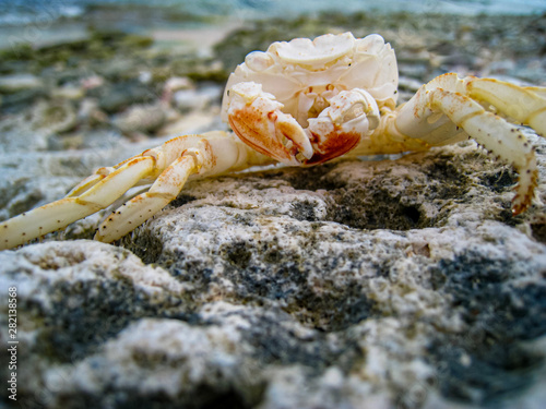 Vászonkép A crab's exoskeleton is left behind on the rocky Bonaire coastline after molting