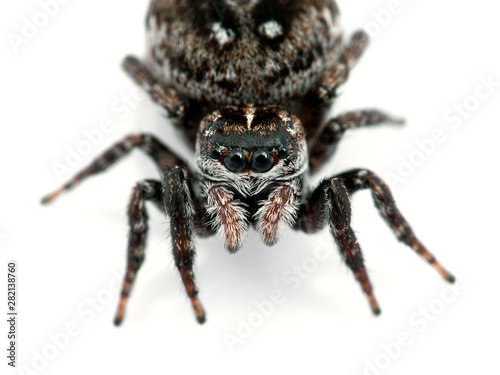 gravid female jumping spider, Calositticus floricola palustris, close-up view of face, isolated © Ernie Cooper