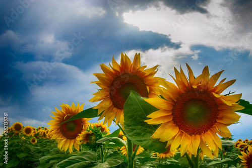 A field of sunflowers and a cloudy sky above it
