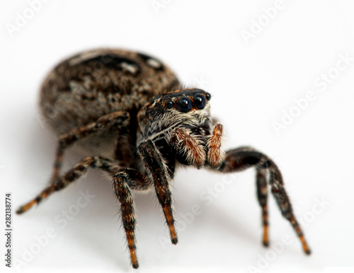 gravid female jumping spider, Calositticus floricola palustris, close-up 3/4 view, isolated
