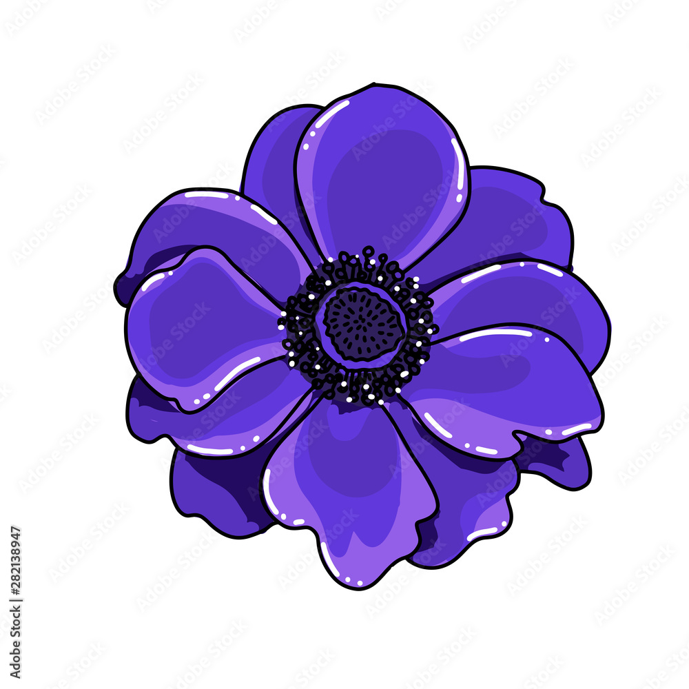 Single big hand drawn colored anemone. Bright blue flower with black line path, close-up, on a white background. Botanical vector illustration field flower.Beautiful blossom of Poppy Anemone Coronaria Single big hand drawn colored anemone. Bright blue flower with black line path, close-up, on a white background. Botanical vector illustration field flower.Beautiful blossom of Poppy Anemone Coronaria