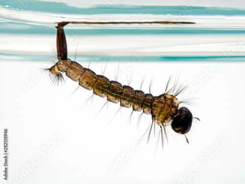 Mosquito larva resting under the surface of the water, breathing through its posterior siphon, side view