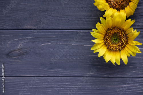 Fototapeta Naklejka Na Ścianę i Meble -  Greeting card design with sunflowers on gray wooden background. Frame for text with flowers of sunflower. Photo sunflowers with the place for copywriting. View from above