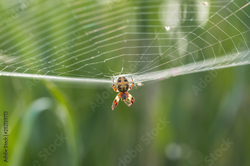  araña grande en su tela de araña