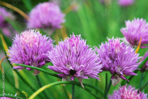  bright pink chives flowers