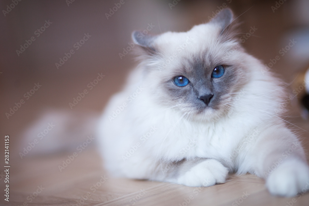 Adorable Siberian fluffy cat with blue eyes  indoors