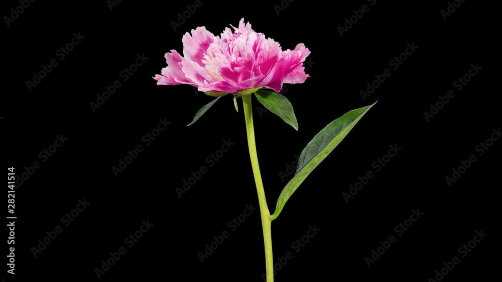 4K. Pink peony bloom buds ALPHA matte, Ultra HD (Time Lapse), 4096x2304. 4K. Pink peony bloom buds ALPHA matte, Ultra HD (Time Lapse), 4096x2304.