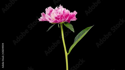 4K. Pink peony bloom buds ALPHA matte, Ultra HD (Time Lapse), 4096x2304.