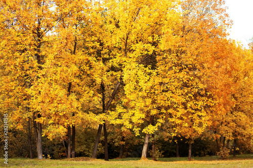 Autumn landscape background, golden yellow maple trees in park