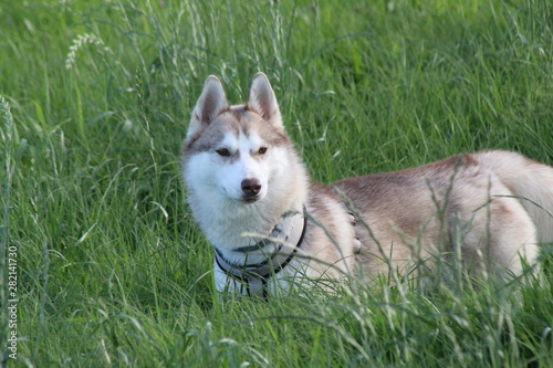 Husky