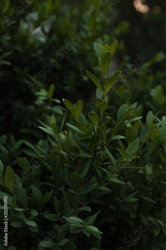 ncut evergreen bush for landscape design close-up in soft rays of daylight photo