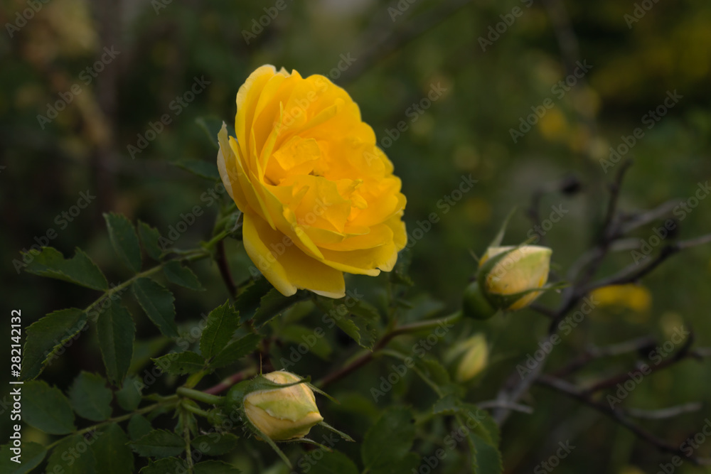 first blossoming bud on a green rose bush on a warm spring evening at sunset first blossoming bud on a green rose bush on a warm spring evening at sunset