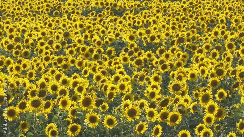 Yellow flowers of sunflowers on the field Yellow flowers of sunflowers on the field