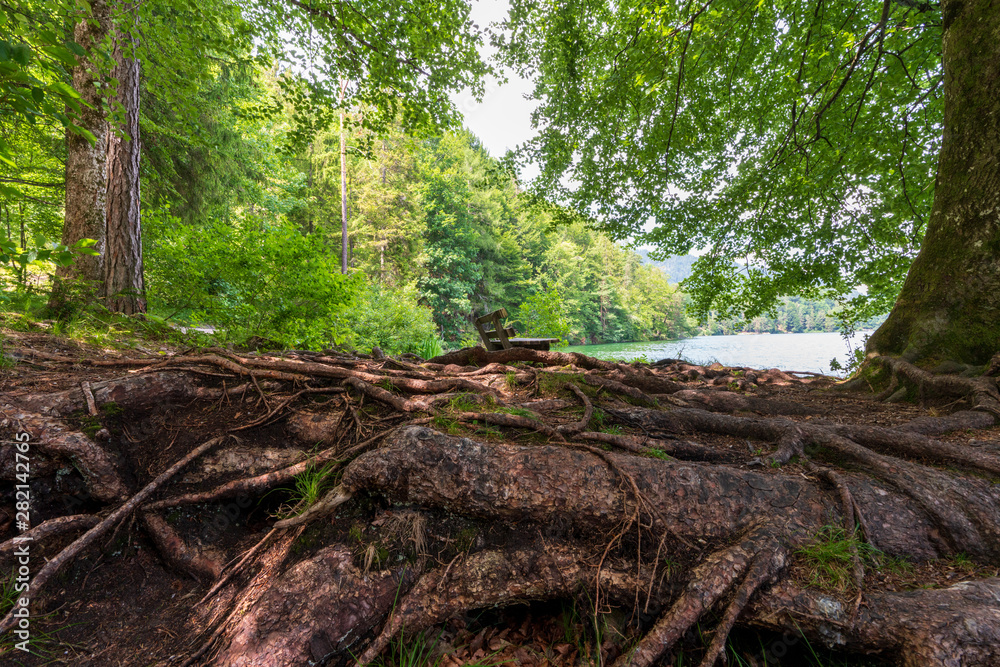 stark verwurzelter Erdboden am Hechtsee mit Rastbank stark verwurzelter Erdboden am Hechtsee mit Rastbank