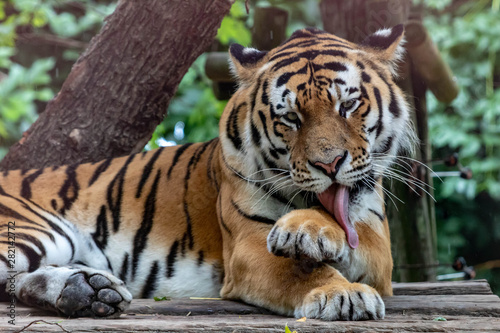 Tiger in an zoo in Lignano  parco zoo punta verde