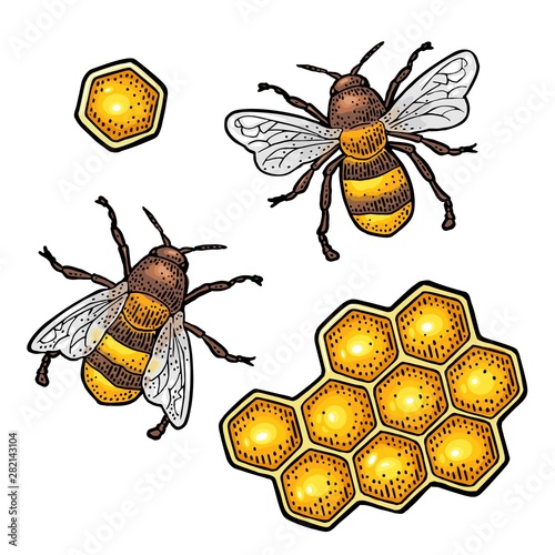 Honeycomb and bee. Engraving vintage vector color illustration