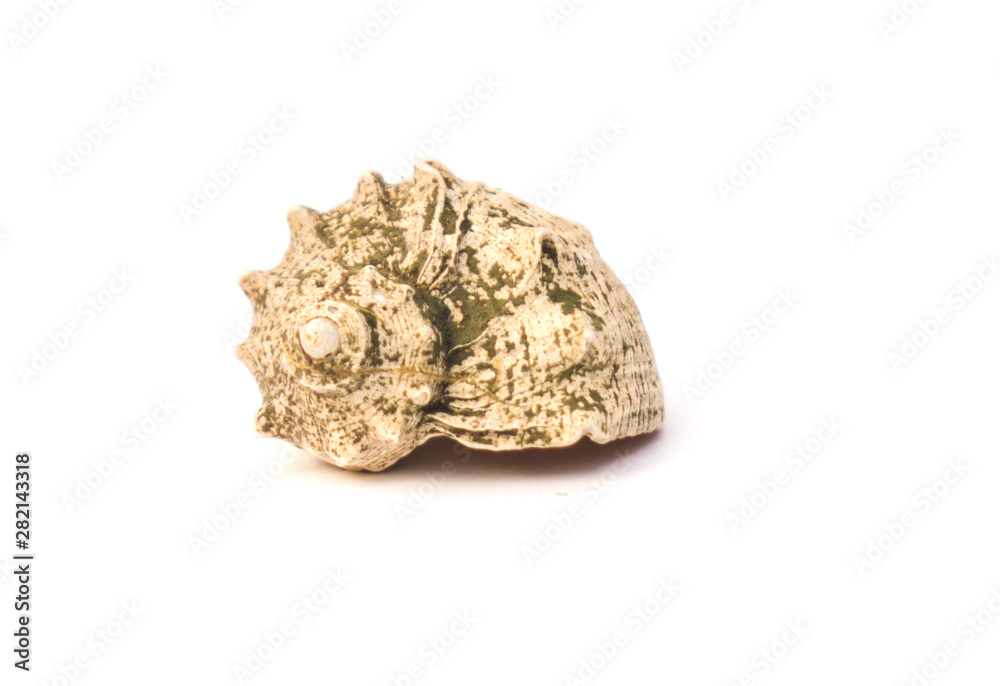 beautiful sea shell isolated on white background beautiful sea shell isolated on white background