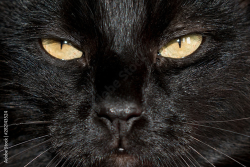 Fototapeta Naklejka Na Ścianę i Meble -  Close-up image of black cat's muzzle