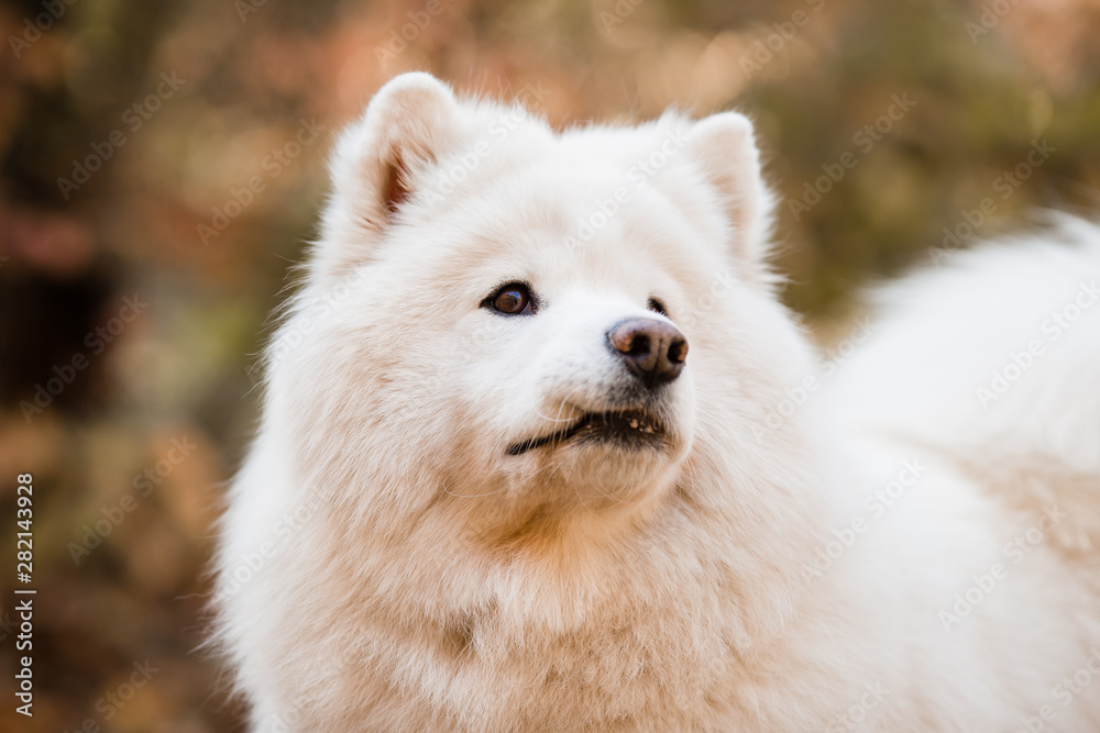 close-up of the muzzle of a large white fluffy dog