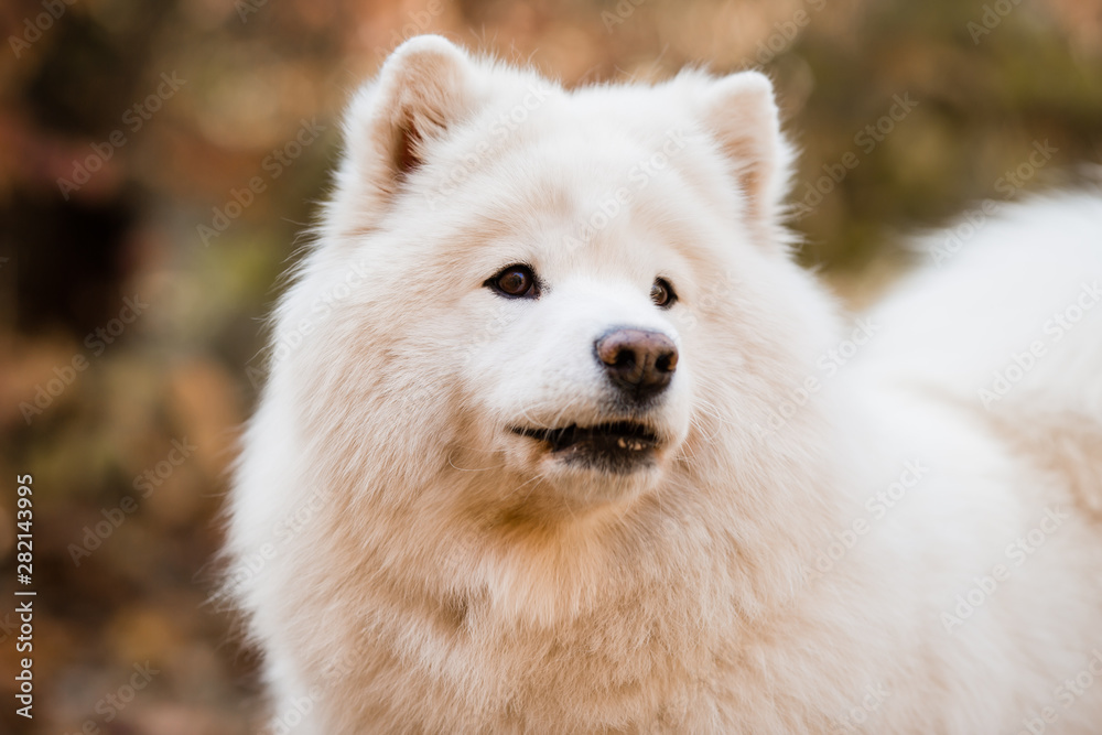 close-up of the muzzle of a large white fluffy dog close-up of the muzzle of a large white fluffy dog