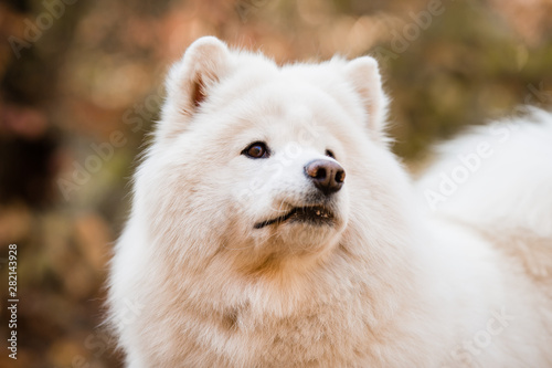 close-up of the muzzle of a large white fluffy dog