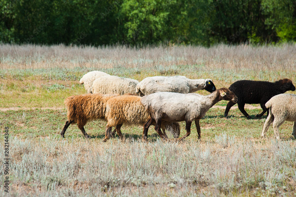 Fototapeta premium Flock of sheep on the meadow