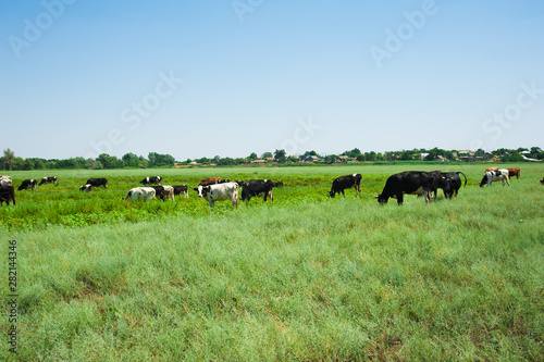 Herd of cows grazing