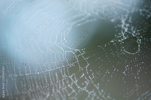 spider web in droplets of rain, macro image