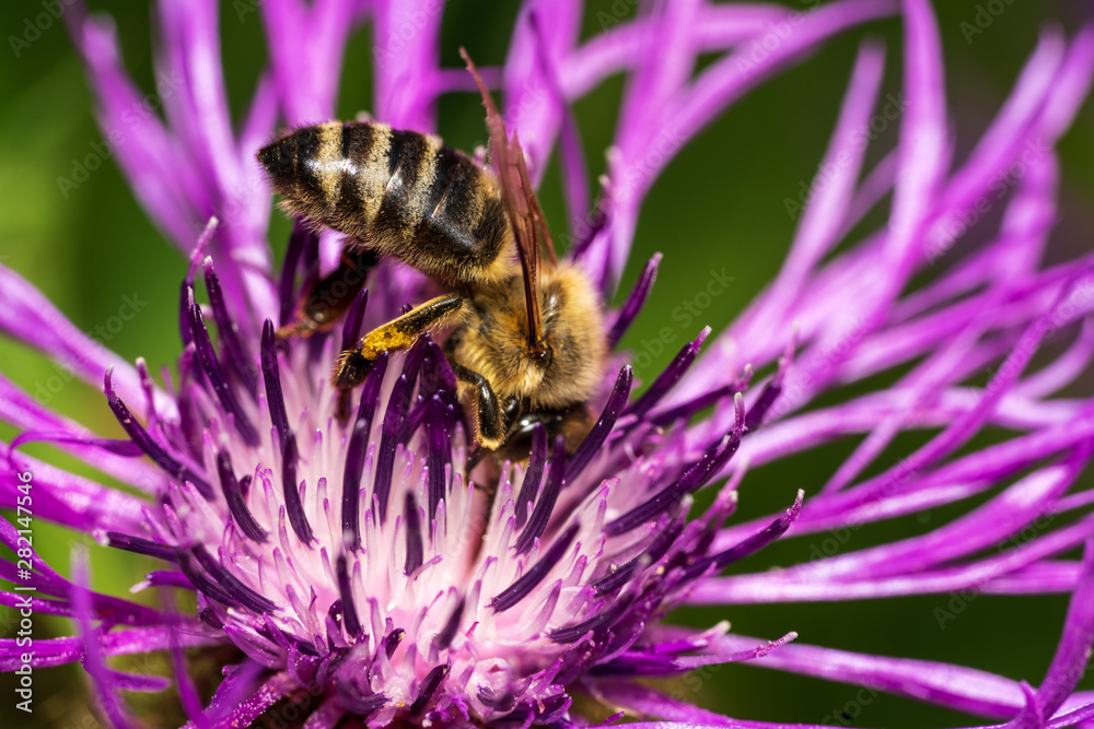 Biene auf einer Diestelblume Biene auf einer Diestelblume