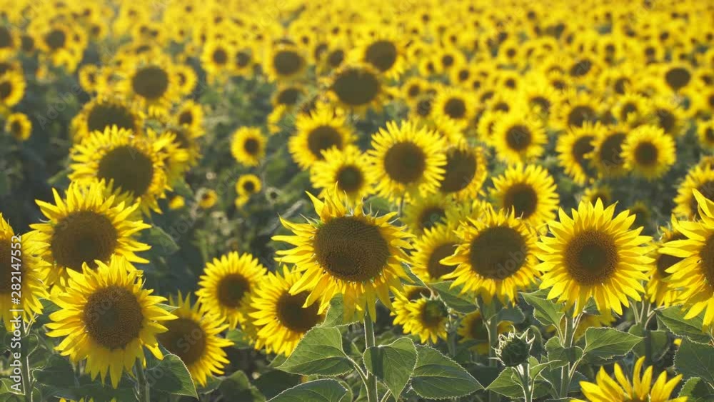Yellow flowers of sunflowers on the field Yellow flowers of sunflowers on the field